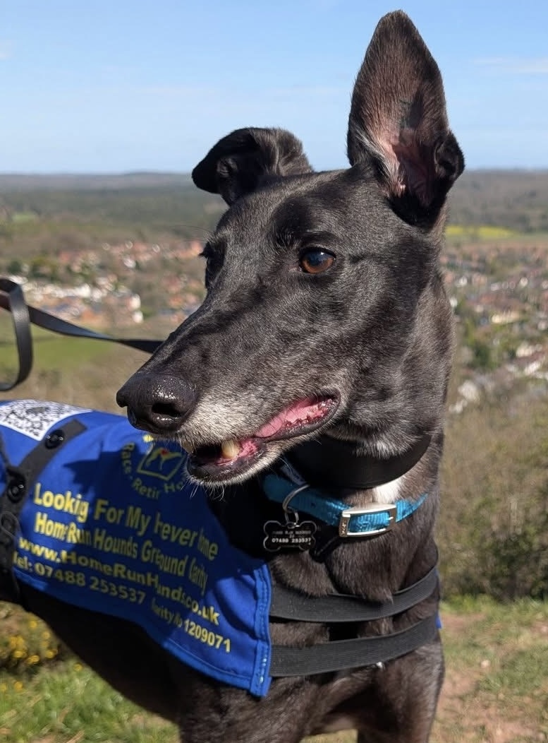 Astra, a 6 years old male Greyhound available for adoption from Home Run Hounds in Staffordshire