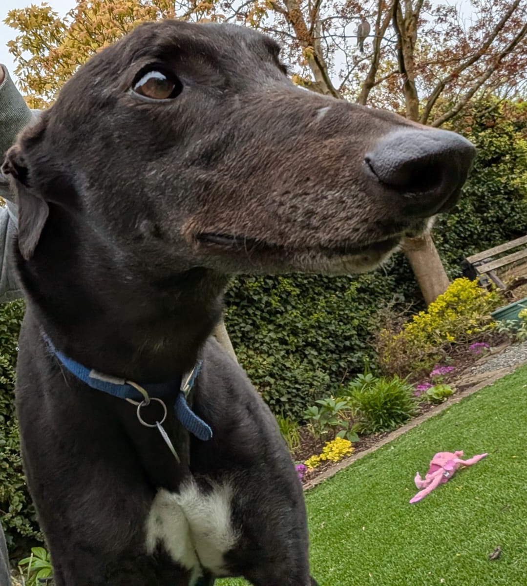 Bob, a male Greyhound available for adoption from Home Run Hounds in Staffordshire