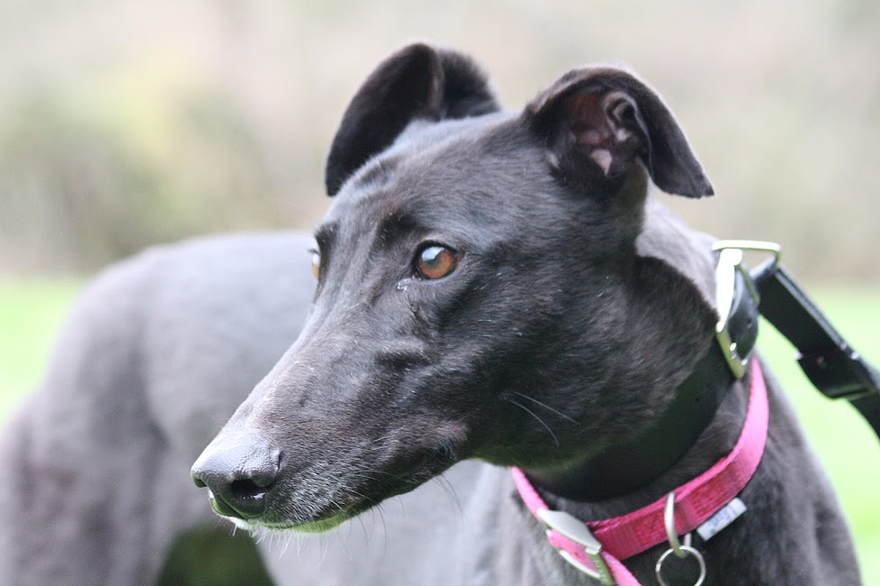 Lola, a Unknown old female Greyhound available for adoption from Home Run Hounds in Wombourne, Staffordshire